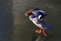 grote zaagbek (Mergus merganser) 2-2021 6300